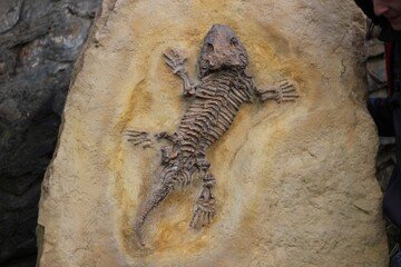 Investire in fossili di dinosauri, adesso potrebbe essere un'ottima idea: ecco perché