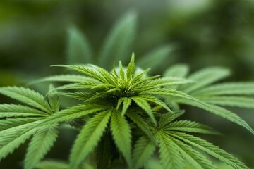 Legalizzazione cannabis, italiani favorevoli: i risultati di un sondaggio