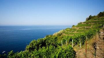 I vitigni autoctoni della Liguria da degustare durante il Festival di Sanremo