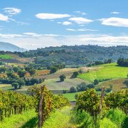 Cuore verde e uve antiche. L'Umbria e i suoi vitigni autoctoni