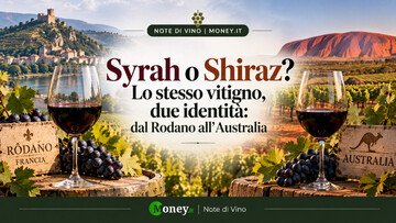 Syrah o Shiraz? Lo stesso vitigno, due identità: dal Rodano all'Australia