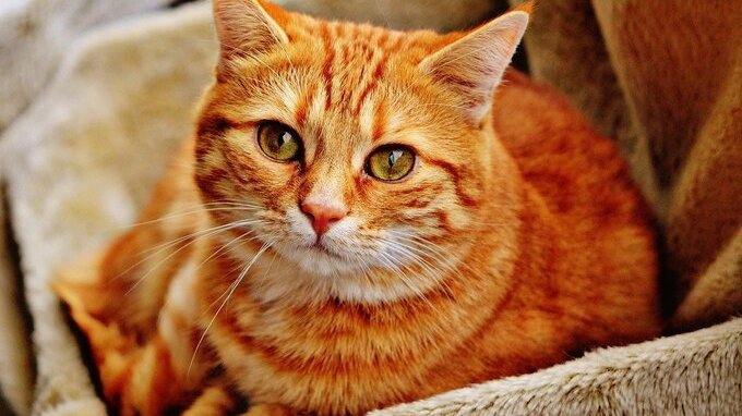 Il cibo per cani e gatti costerà meno dal 2026