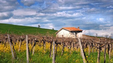 Piccolo, grande Molise. Perché la Tintilia è il rosso da riscoprire