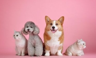 Multe fino a 50.000 euro per chi lascia il proprio animale domestico da solo in questi casi	
