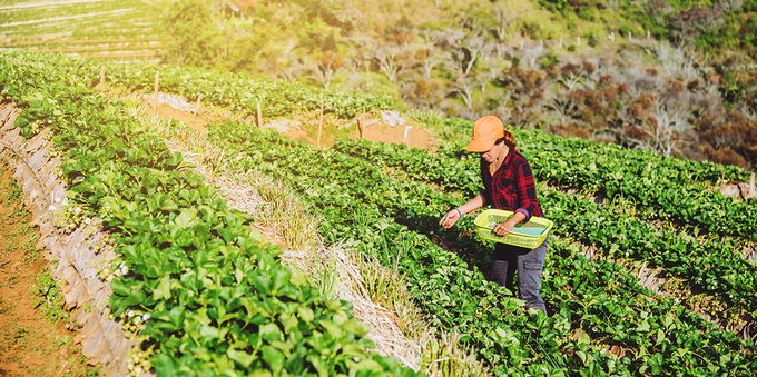 Come diventare agronomo, la guida: requisiti e opportunità di lavoro
