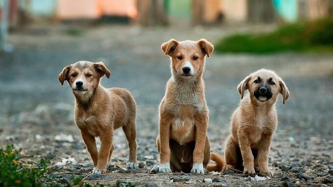 Ladri di cani con furgone bianco, a Roma è psicosi: cosa sta succedendo