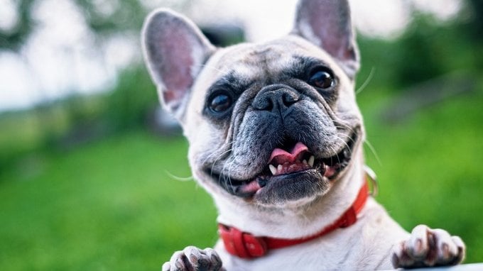 Multa di 3.000 euro per chi mette questo collare ai cani, la decisione della Cassazione