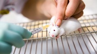 Coronavirus, arriva il “paziente virtuale”: stop ai test sugli animali