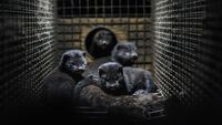 Covid nei visoni in Italia, Speranza chiude gli allevamenti: saranno abbattuti 30mila animali