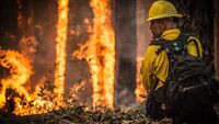 Incendi in Sardegna: a quanto ammontano i danni?