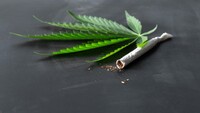 Si può coltivare cannabis in casa? Quando scatta il reato 