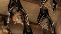 Infettare pipistrelli con virus potenziato: il piano degli scienziati di Wuhan