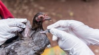 Influenza aviaria in Italia: i danni sugli allevamenti e i pericoli per l'uomo