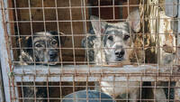 Cosa rischia chi picchia il cane e come denunciare un maltrattamento
