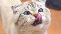 Covid, confermato il primo contagio dal gatto all'uomo: scatta l'allarme per la trasmissione dagli animali?