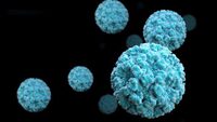 Norovirus causa 685 milioni di infezioni l'anno: insalata e frutta i cibi a rischio