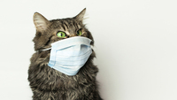 Gatto positivo al coronavirus: primo caso di contagio in Belgio