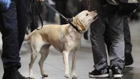 Cani annusano il coronavirus: possibile alternativa ai tamponi?