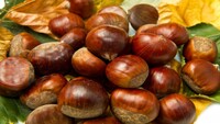 Raccogliere castagne può costare un anno in carcere: ecco dove si può