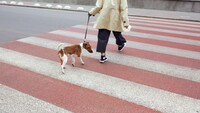 In quarantena si può uscire con il cane o buttare la spazzatura?