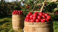 Contributi a fondo perduto imprese agricole, per il via serve un decreto attuativo 