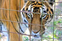 Tigre positiva alla COVID-19: quali animali prendono il coronavirus?