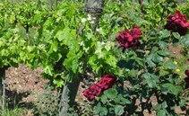 Vino biologico, biodinamico o naturale? Le differenze, spiegate bene