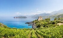 Calabria del vino: i vitigni autoctoni che raccontano la Magna Grecia
