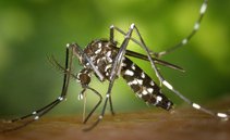 Myggor, uppmärksamhet på skeeters syndrom: vad det är, symtom och behandlingar