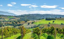 Cuore verde e uve antiche. L'Umbria e i suoi vitigni autoctoni