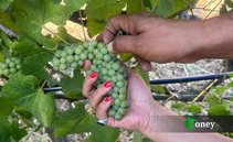 Il vino non fa male (se lo bevi responsabilmente)