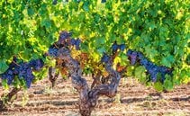 Isola a parte. I vitigni autoctoni della Sardegna, tra mare e nuraghi