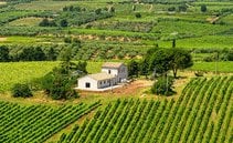 Vino del Lazio: perché la biodiversità non basta? Svelati i due binari che ci dividono dai rivali stranieri (e non solo)