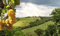 Piemonte oltre il Nebbiolo. I vitigni autoctoni che raccontano un'altra storia del vino