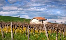 Piccolo, grande Molise. Perché la Tintilia è il rosso da riscoprire