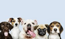 Vaccini cane e gatto: quali sono obbligatori, costo e quando farli