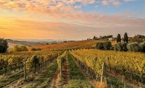 Come uccidere un'eccellenza enologica grazie all'intelligenza artificiale. Focus sullo spot Città del Vino 2025 