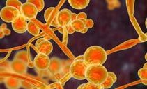 Candida auris, the killer fungus isolated from a patient in Tuscany: what it is, how to take it and the risks