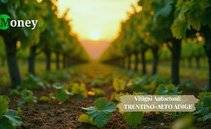 Tra montagne e confini, i vitigni autoctoni del Trentino-Alto Adige