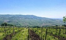 Dalla festa per Sal Da Vinci ai vini del vulcano. I vitigni autoctoni della Campania