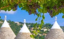 Puglia oltre Primitivo e Negroamaro: i vitigni autoctoni da conoscere