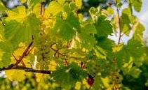 Lombardia nascosta. I vitigni autoctoni che non ti aspetti, oltre la Franciacorta