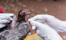 Avian influenza, species leap sure: what are the risks to humans?