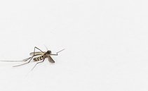 Bobinas anti-mosquito, cuidado para não exagerar: pode ser perigoso