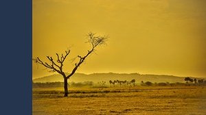 Nuovi virus dopo il Covid: perché la colpa può essere del cambiamento climatico