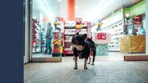I cani possono entrare nei supermercati? Sì, ecco dove