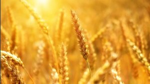 Il frumento e le nuove sfide dell'agroalimentare nel Mediterraneo