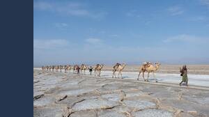 Influenza del cammello, tra i sintomi febbre, vomito e diarrea. Come avviene il contagio e perché è più pericolosa del Covid