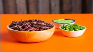 È legale mangiare insetti in Italia?