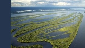 NFT per salvaguardare l'Amazzonia, ecco l'iniziativa di questa società brasiliana